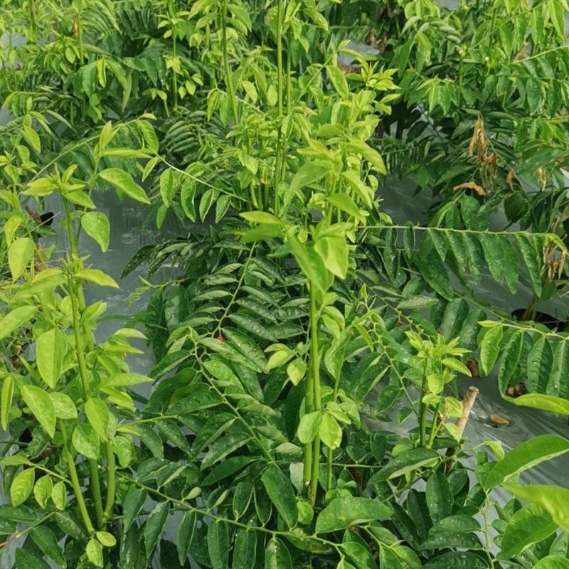 天绿香树仔菜五指山野菜