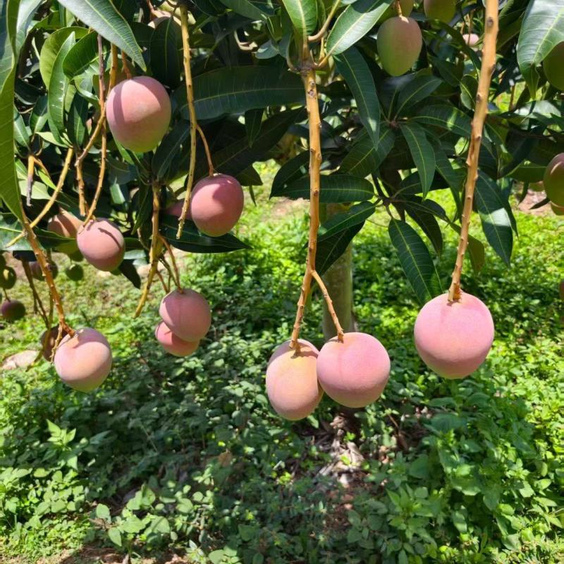 攀枝花热龙芒果一手货源对接全国市场批发电商