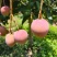 攀枝花热龙芒果一手货源对接全国市场批发电商