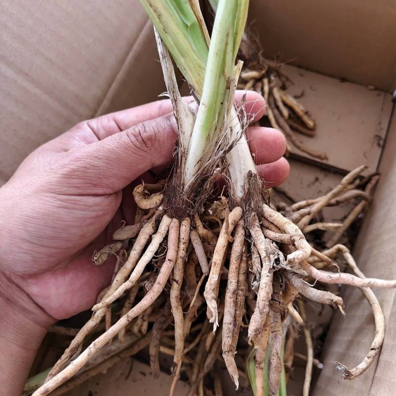 黄花菜种苗根苗可食用特产粗高产四季种植易活祁东县发货