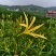 黄花菜苗800-1000株/袋