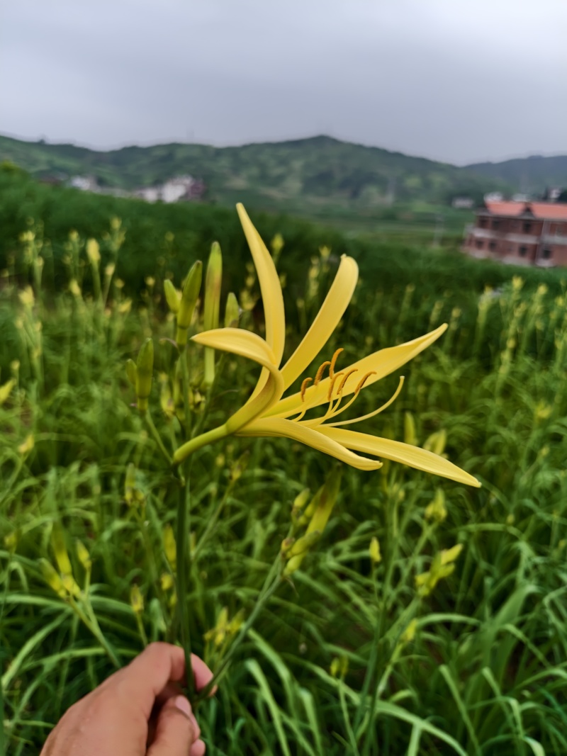 黄花菜苗800-1000株/袋