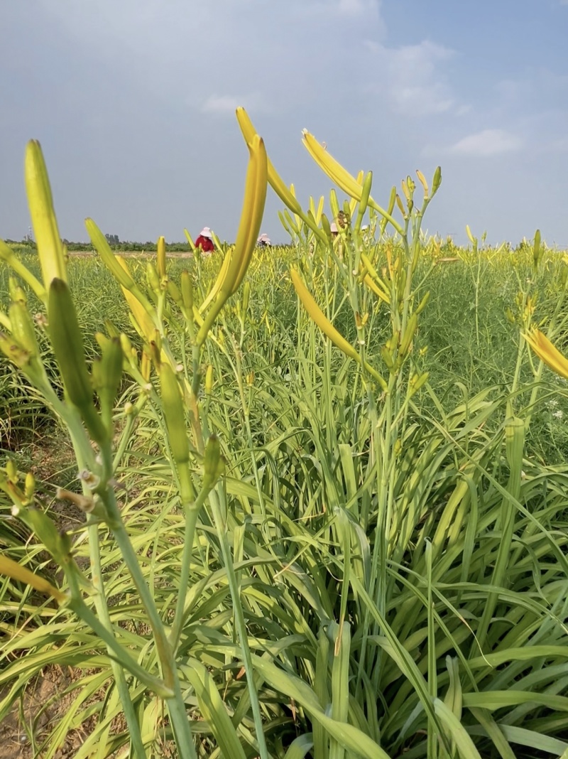黄花菜苗800-1000株/袋
