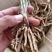 黄花菜苗800-1000株/袋