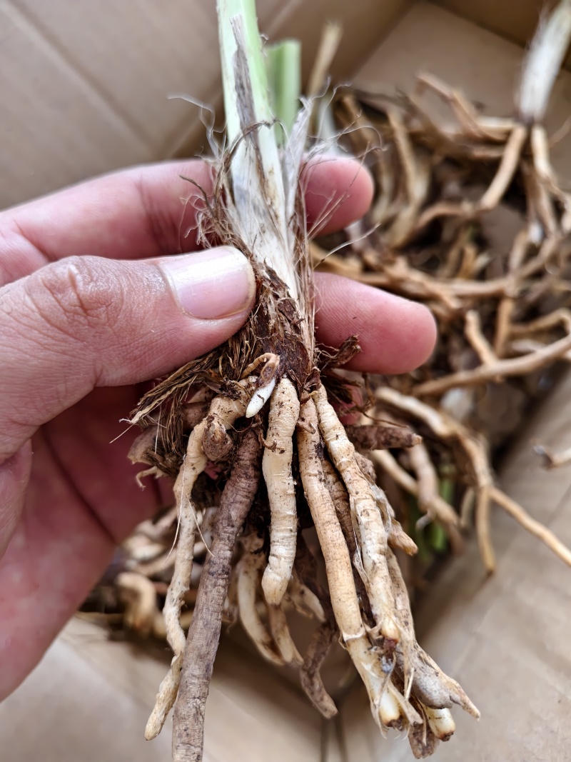 黄花菜苗800-1000株/袋
