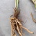 黄花菜苗800-1000株/袋