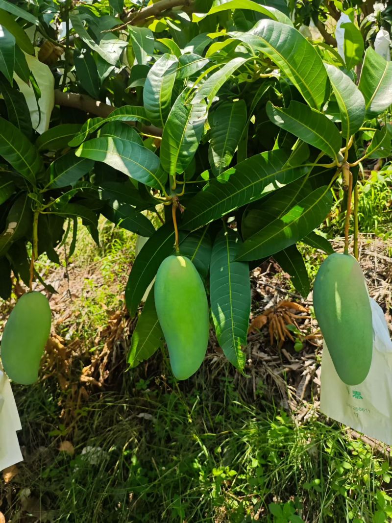 攀枝花大青芒金煌产地一手货源对接批发商电商商超