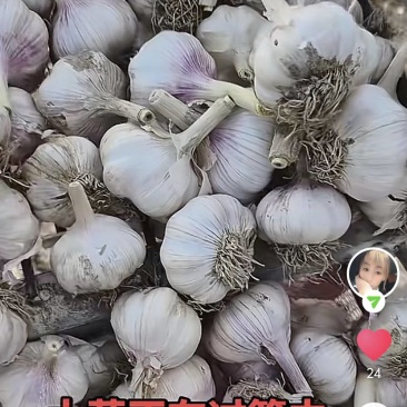 济南大青棵红蒜