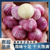 精品新干蒜紫皮白皮出口贸易，市场批发保质保量。