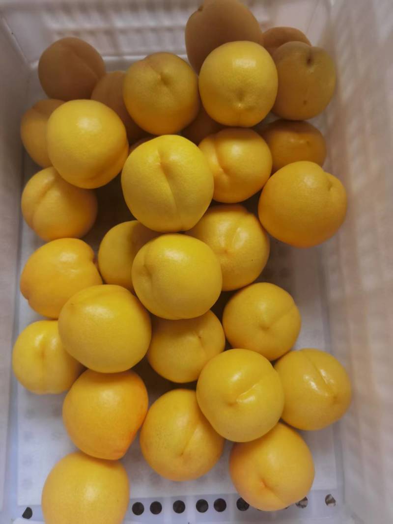 蒙阴蜜桃黄金油桃新鲜黄金油桃大量上市有地理标志授权黄金油