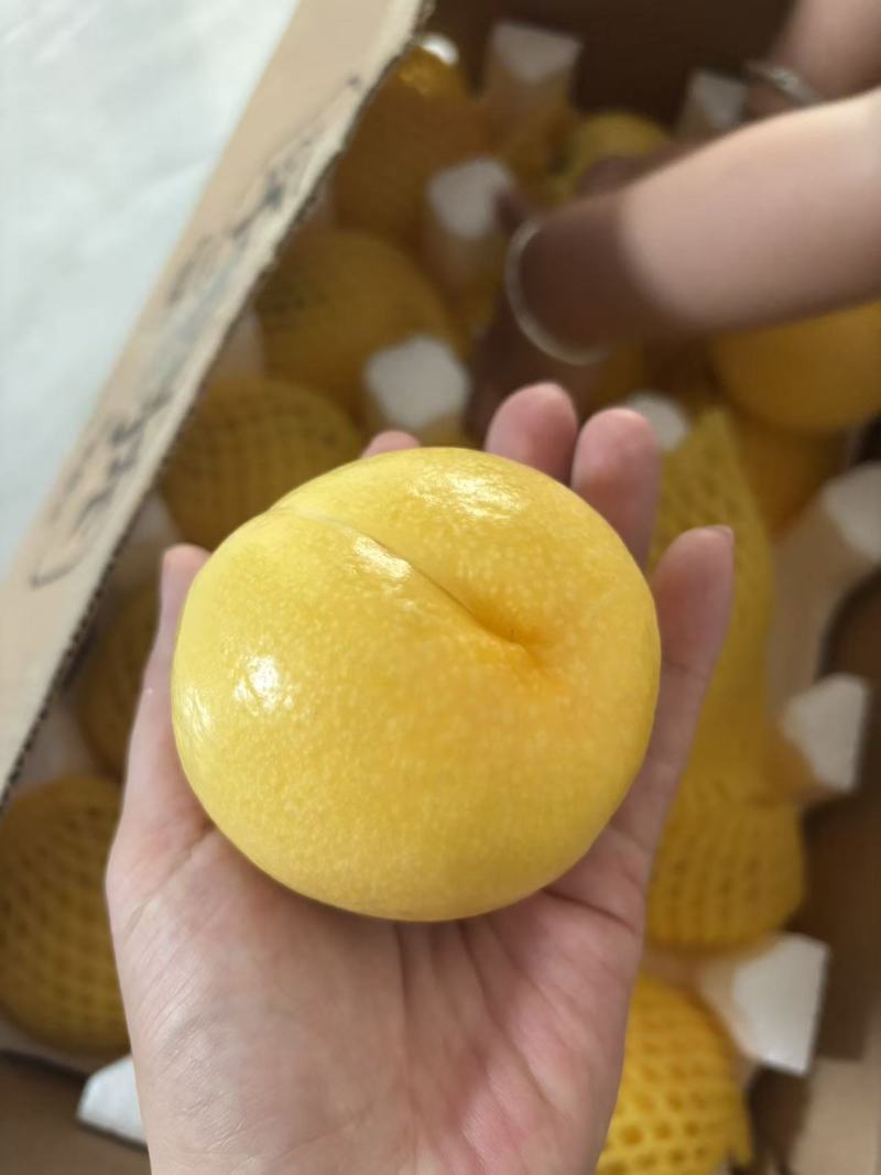 蒙阴蜜桃黄金油桃新鲜黄金油桃大量上市有地理标志授权黄金油