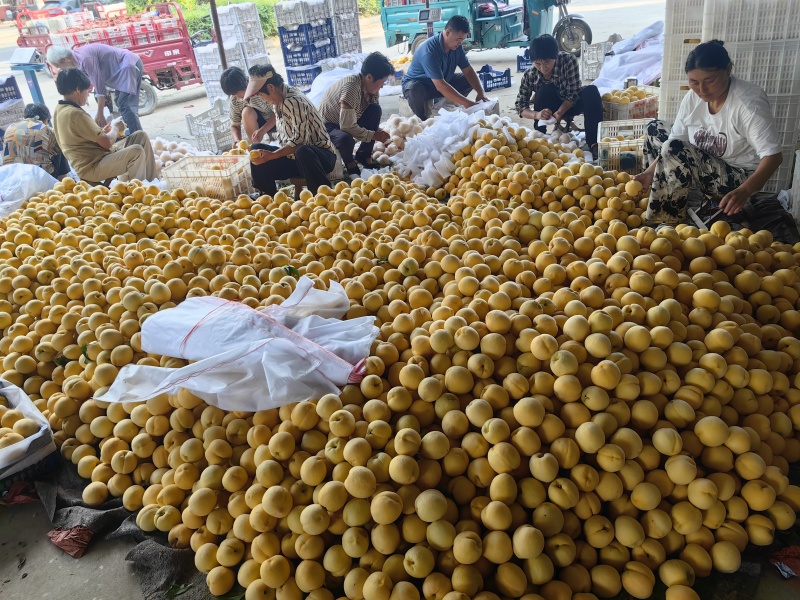 锦绣大黄桃蒙阴大黄桃黄毛桃新鲜黄桃水果蜜桃奶茶店
