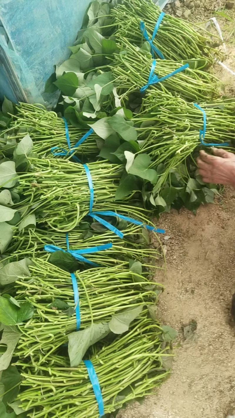 脱毒红薯苗，加盟慧谷和金藤公司，提供的基础苗，出具合同