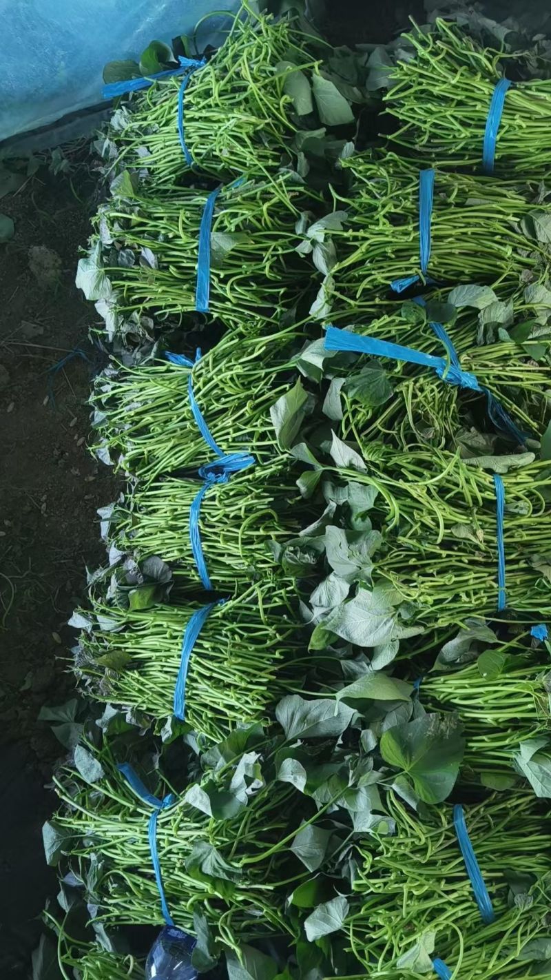 脱毒红薯苗，加盟慧谷和金藤公司，提供的基础苗，出具合同