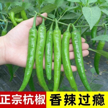 精品杭椒今日特价品质好质量有保障，基地直接供货需要联系