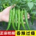 精品杭椒今日特价品质好质量有保障，基地直接供货需要联系