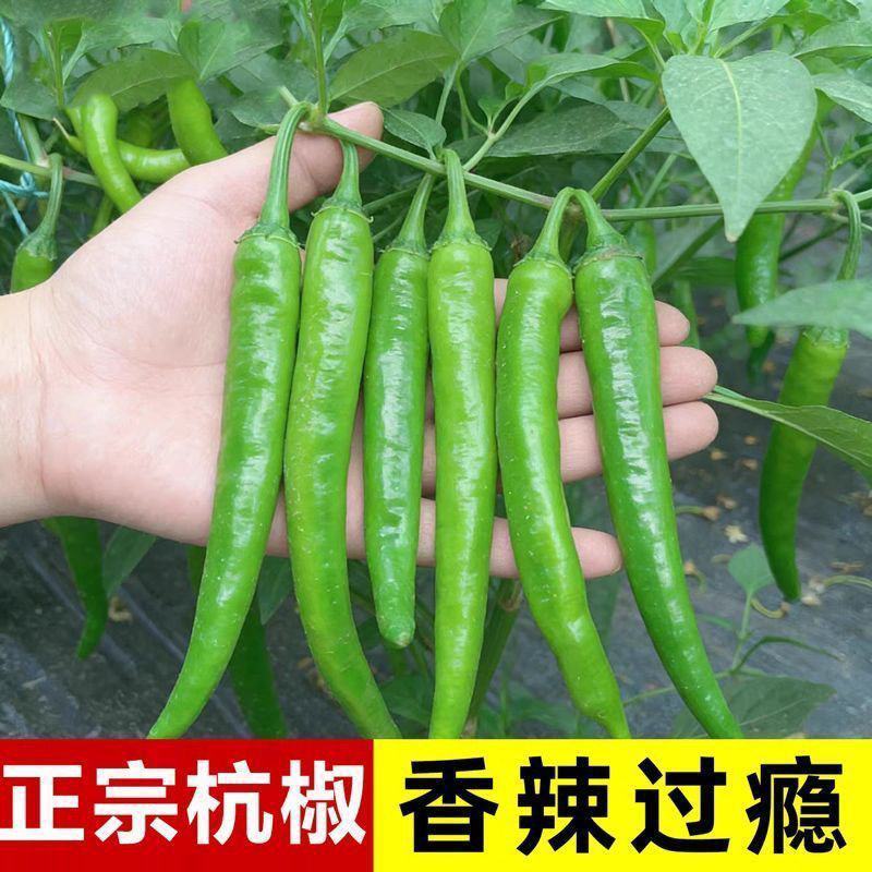 精品杭椒今日特价品质好质量有保障，基地直接供货需要联系