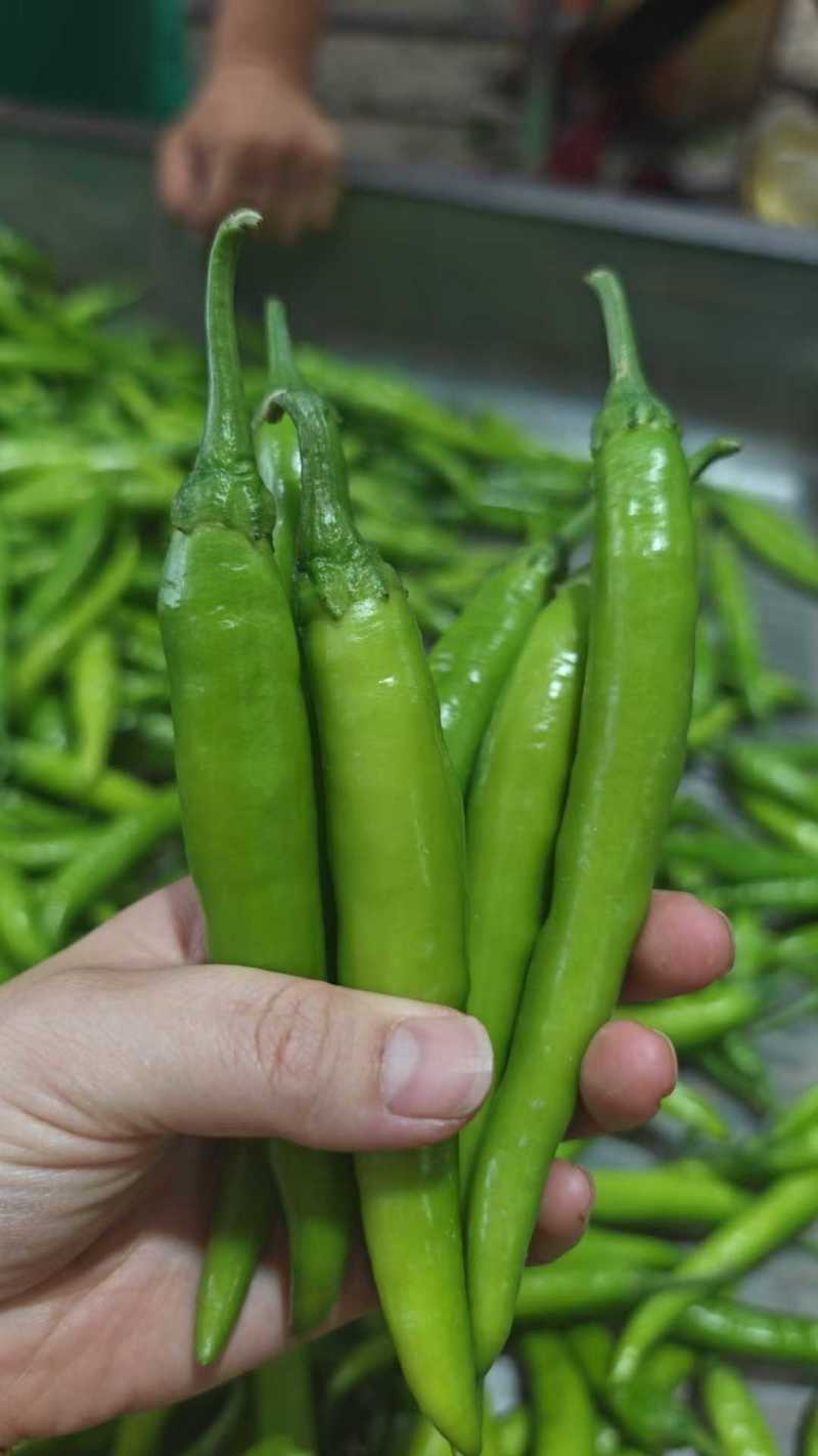 精品杭椒今日特价品质好质量有保障，基地直接供货需要联系