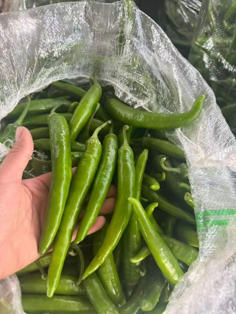 精品杭椒今日特价品质好质量有保障，基地直接供货需要联系