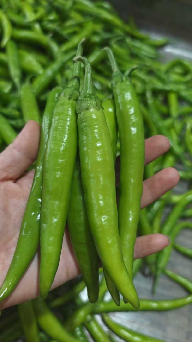 精品杭椒今日特价品质好质量有保障，基地直接供货需要联系