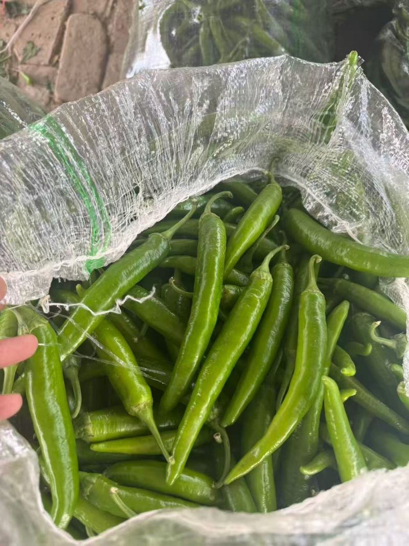精品杭椒今日特价品质好质量有保障，基地直接供货需要联系