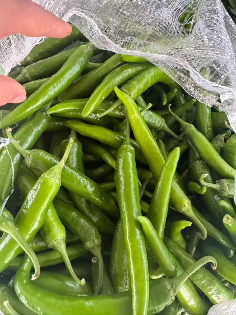 精品杭椒今日特价品质好质量有保障，基地直接供货需要联系