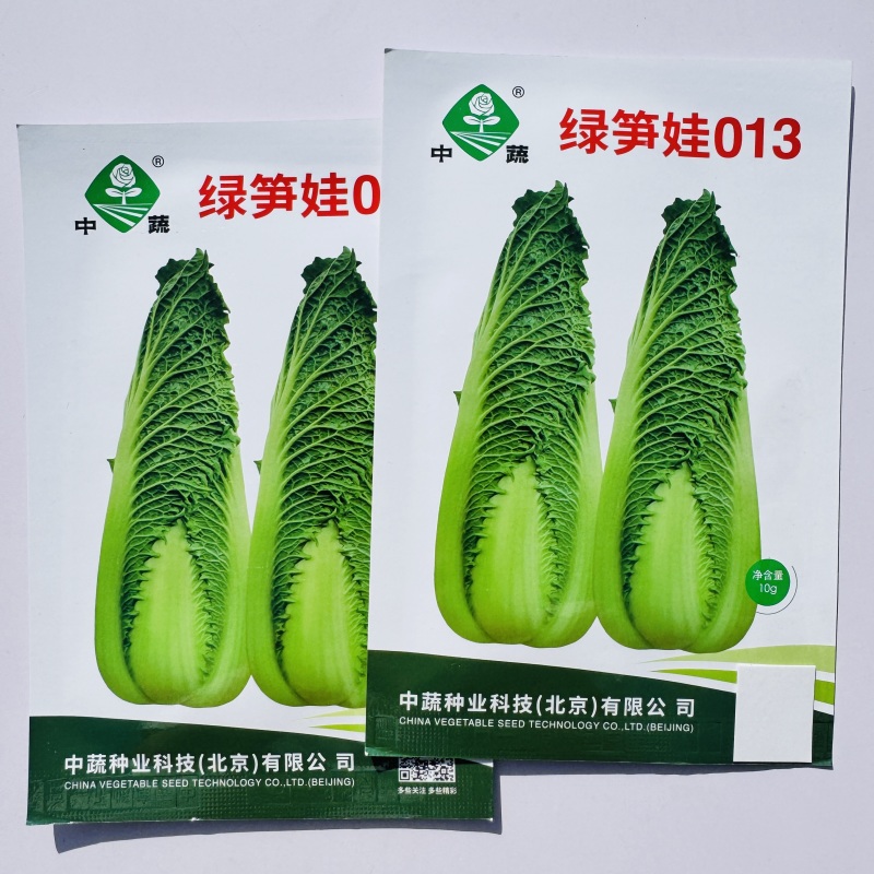 绿笋娃013包尖白菜种子春秋龙芽菜种子玉田水果白菜种子