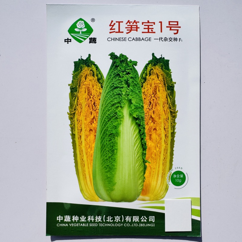 绿笋娃013包尖白菜种子春秋龙芽菜种子玉田水果白菜种子