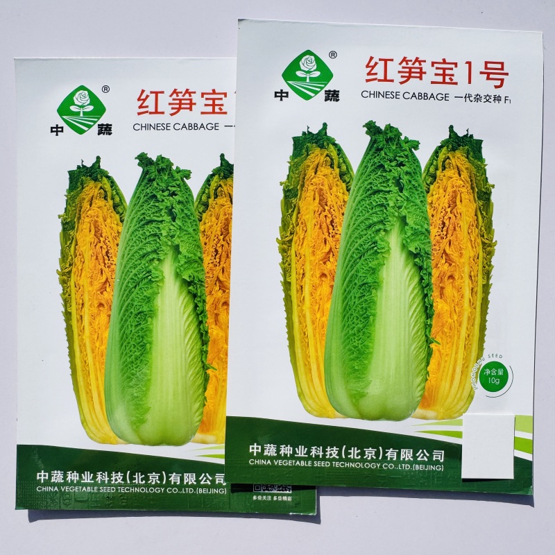 绿笋娃013包尖白菜种子春秋龙芽菜种子玉田水果白菜种子