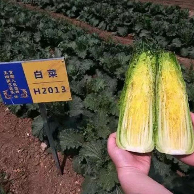 红笋宝1号农科院白菜种子春秋绍菜种子玉田二包尖特菜龙芽