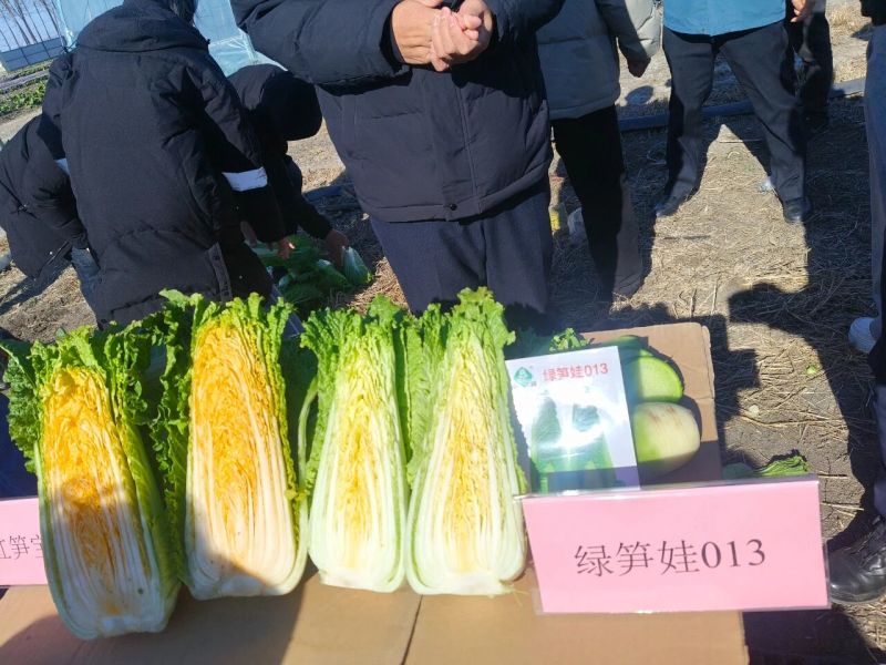 红笋宝1号农科院白菜种子春秋绍菜种子玉田二包尖特菜龙芽