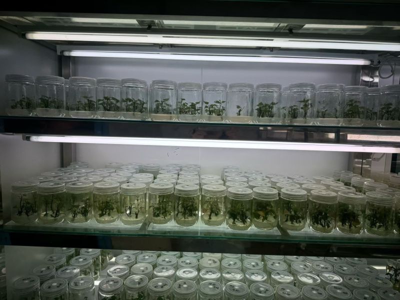 脱毒红薯苗，加盟慧谷和金藤公司，提供的基础苗，出具合同