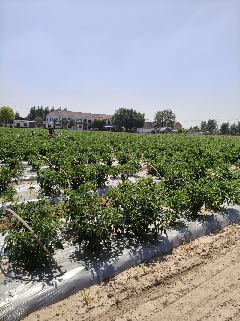 500亩耙齿辣椒大量上市
