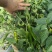 500亩耙齿辣椒大量上市