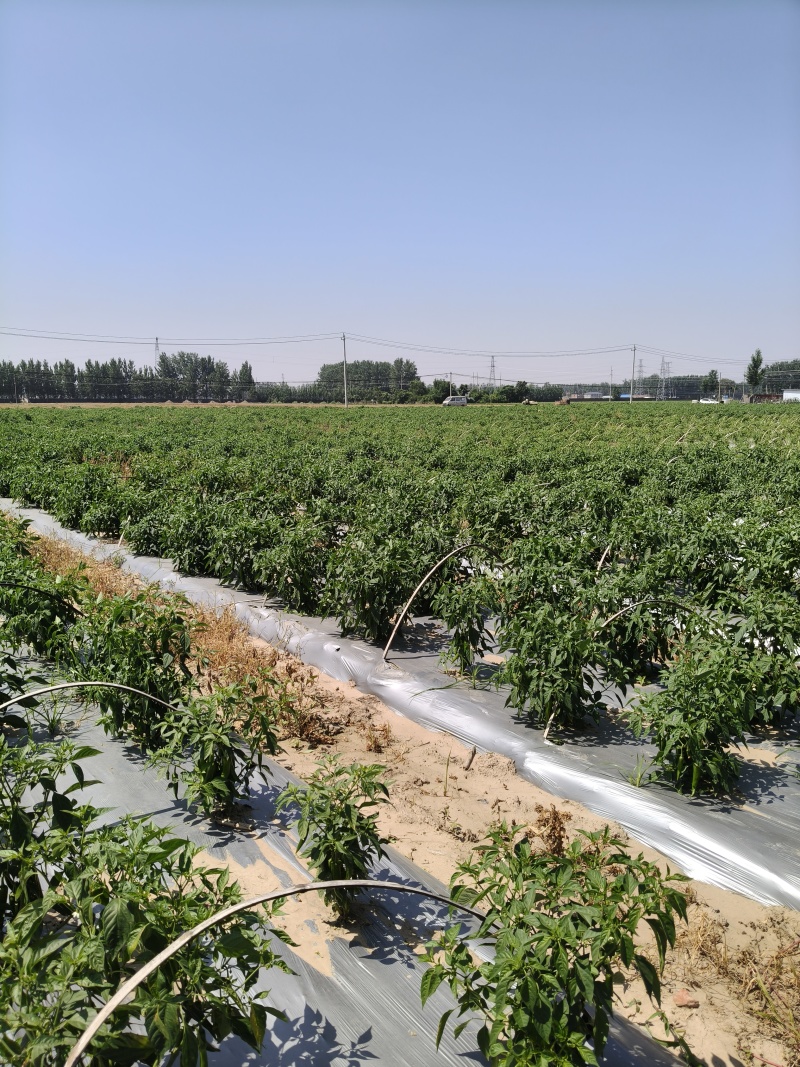 500亩耙齿辣椒大量上市