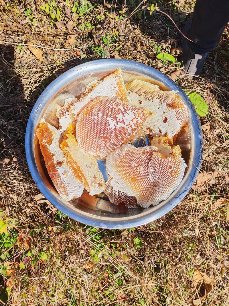 土蜂蜜