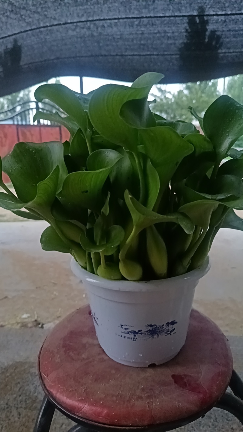 水仙花