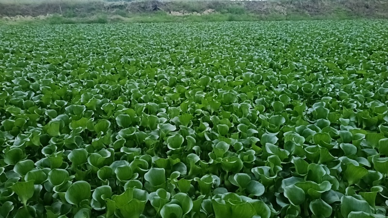 水仙花