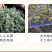 包邮）绵茵陈野生新鲜草茵陈茵陈粉中草药材500g克