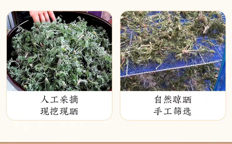 包邮）绵茵陈野生新鲜草茵陈茵陈粉中草药材500g克