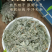 包邮）绵茵陈野生新鲜草茵陈茵陈粉中草药材500g克