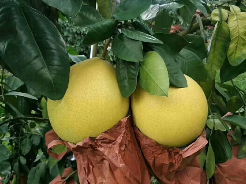 福建琯溪蜜柚