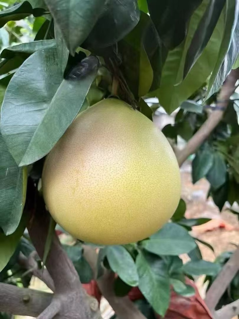 福建琯溪蜜柚
