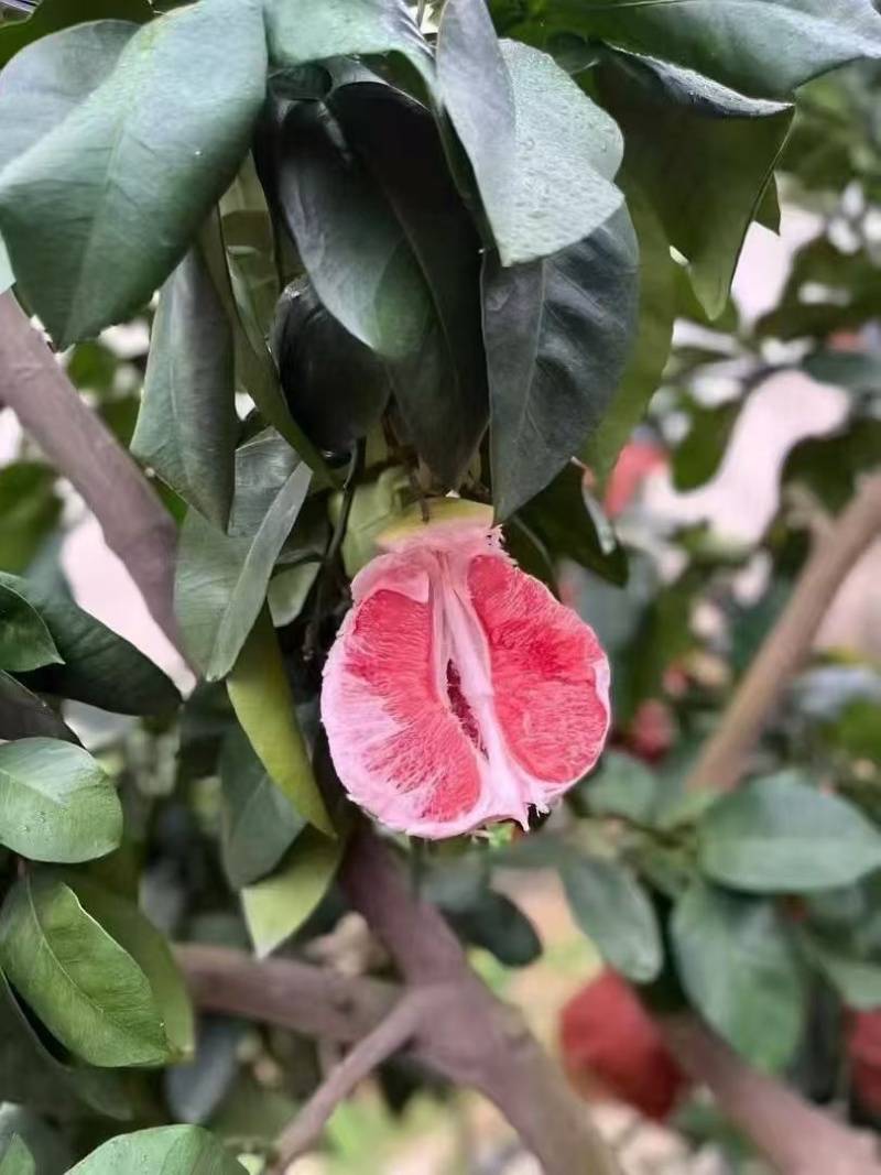 福建琯溪蜜柚