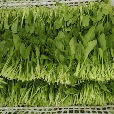 精品鸡毛菜现采无老叶常年供货全国冷链发货