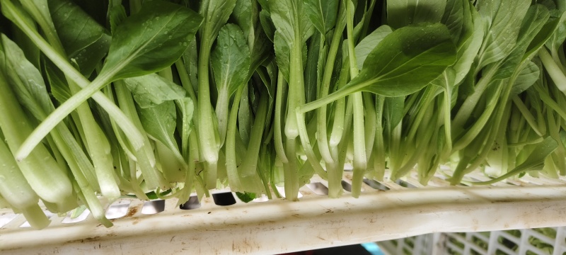 精品鸡毛菜现采无老叶常年供货全国冷链发货