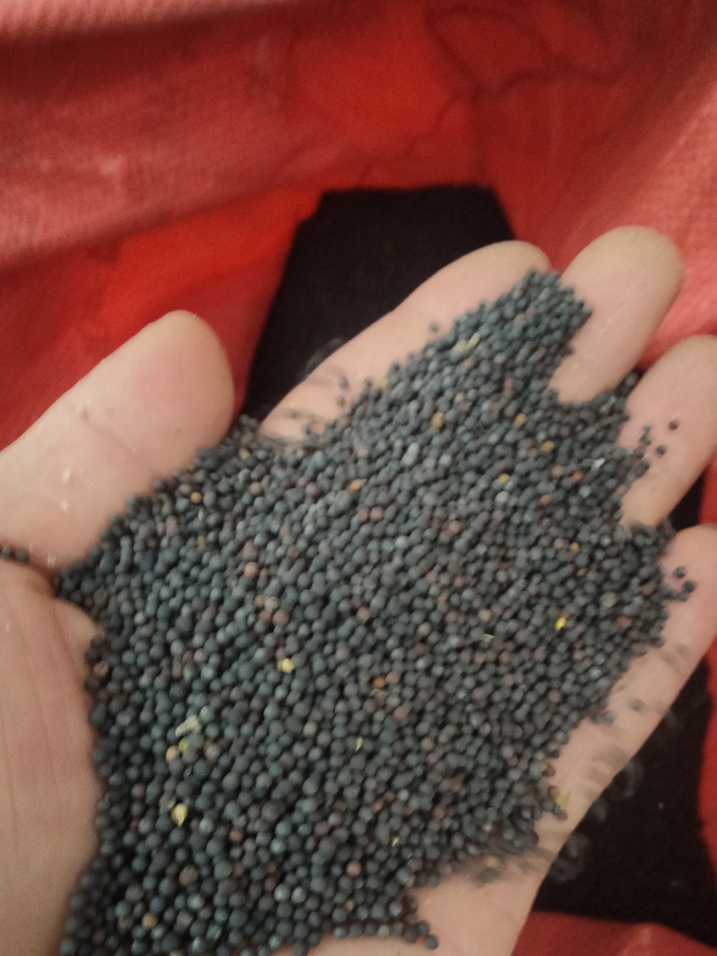2026年油菜籽，含油高油色好