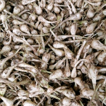 湖南白衣长柄藠头带泥/水洗可选个大饱满产地一手货源