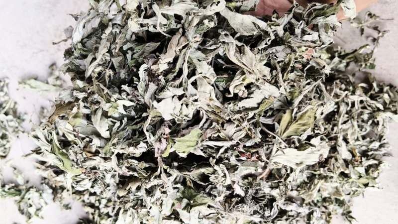 精选大白艾叶，大艾叶，手选大艾叶，大量批发大艾叶