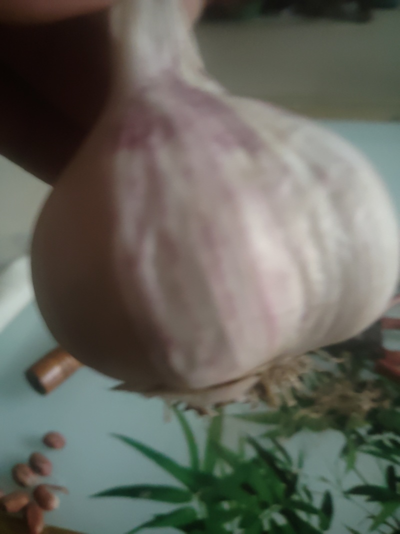 紫皮大蒜